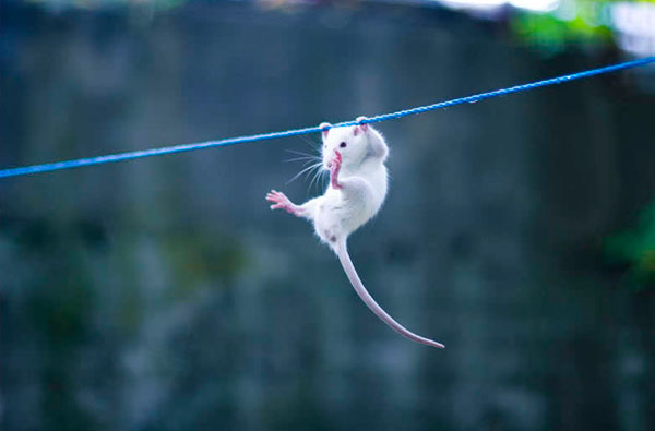 hanging-mouse.jpg