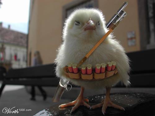 cCHG_chickenXD.jpg