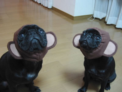 20031126_lincniayi_030703.jpg