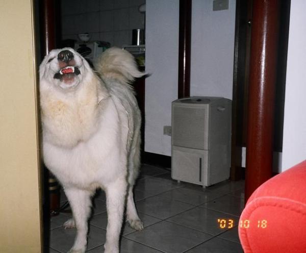 20031127_venus69717@pchome.com.tw_200757.jpg