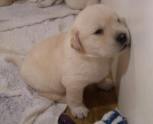 dog.jpg