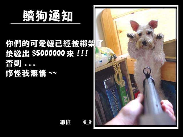 dog1.jpg