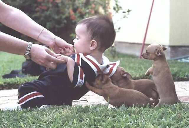 dog2.jpg