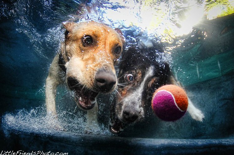 Seth-Casteels-Underwater-Dog-Photography-01.jpg