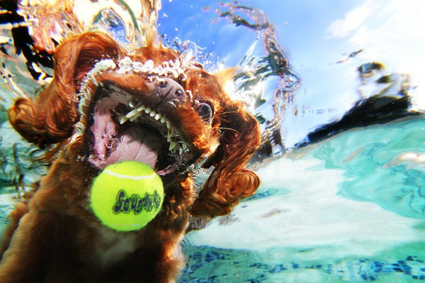 Seth-Casteels-Underwater-Dog-Photography-03.png