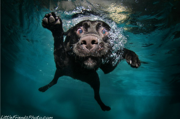 Seth-Casteels-Underwater-Dog-Photography-05.png