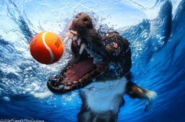 Seth-Casteels-Underwater-Dog-Photography-06.png