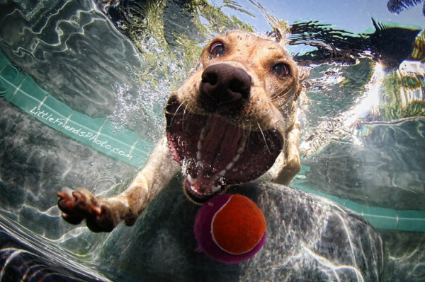 Seth-Casteels-Underwater-Dog-Photography-08.png