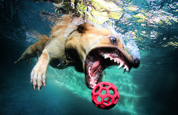 Seth-Casteels-Underwater-Dog-Photography-09.jpg