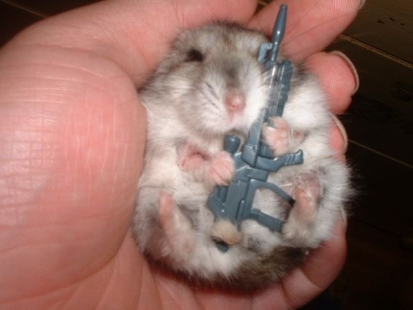 gun.jpg