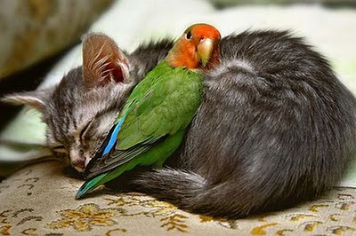 unlikely_animal_friendships_02.jpg