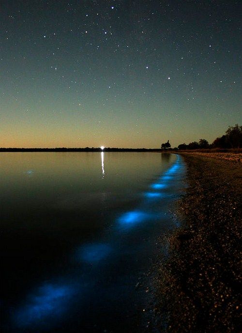 bioluminescent_lake_02.jpg