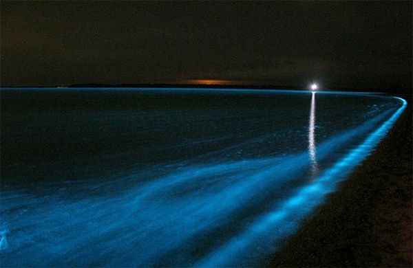 bioluminescent_lake_05.jpg