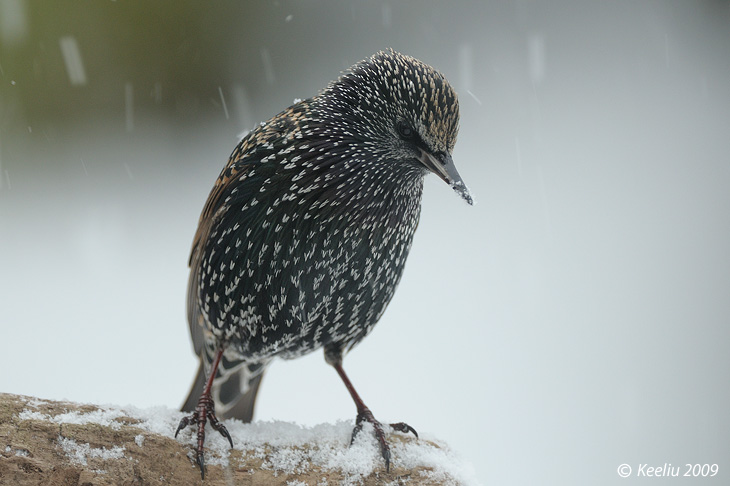 20091221_bb81cab6009d5bdd310cjdJMYO6JZoUO.jpg