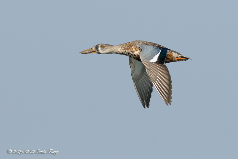 20091224_de57f02eec00c4a1248eakRHLYnotkNR.jpg