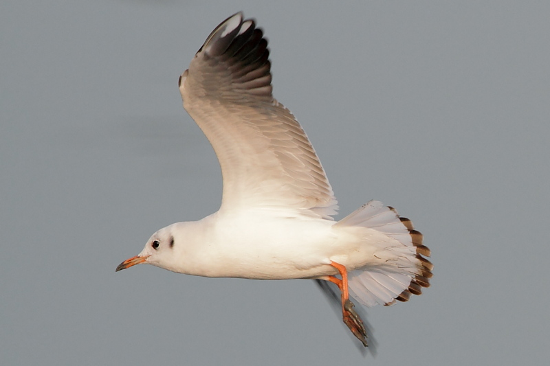 20091224_ec3c6355237e9353c864ZbPVwzqa98P9.jpg
