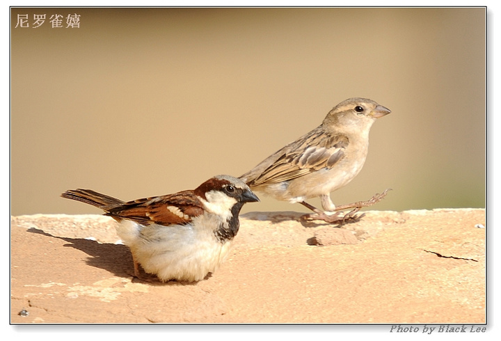 20091229_16a525b9d0739e7cf105ogGLLa3rwpbr.jpg