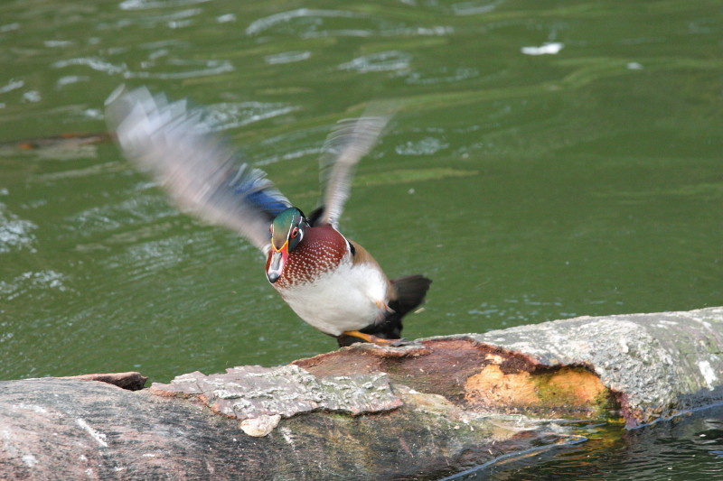 20100113_ac1c7f351215e1541d0auZmgYFLzzCpY.jpg