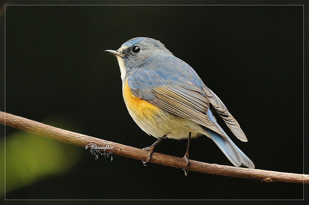 ZHKBirds2010_002c2.jpg