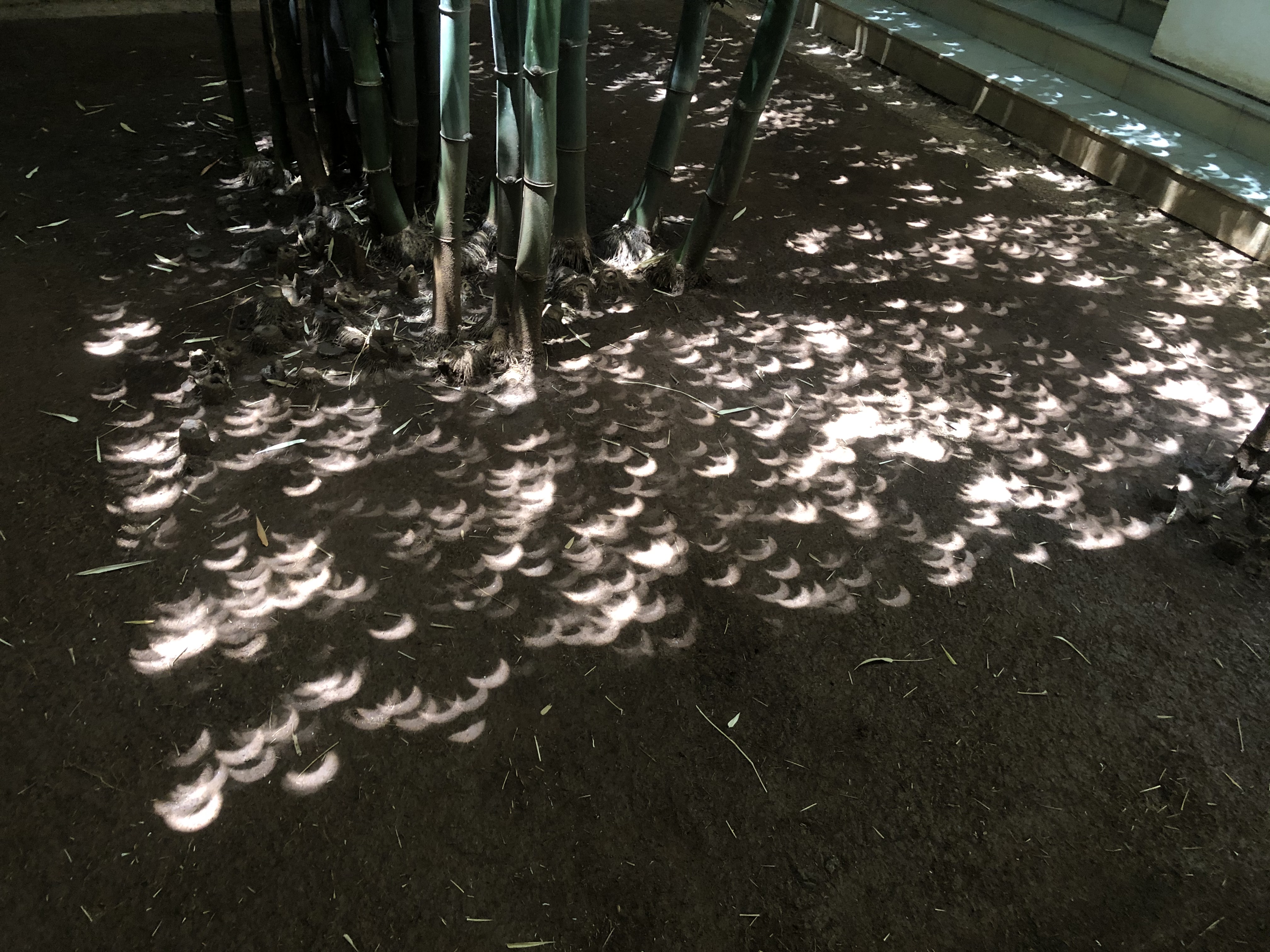 Eclipse-under-bamboos.jpg