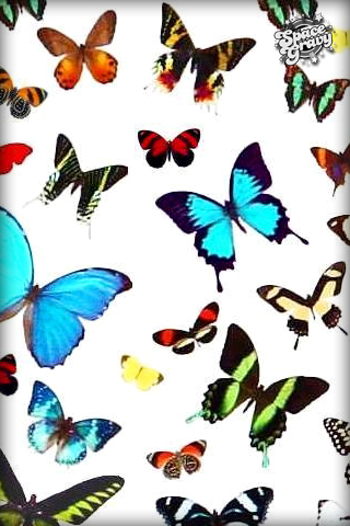 ButterflyMania.jpg