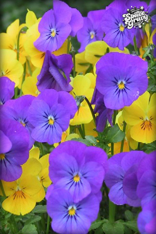 PurplePansies.jpg