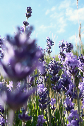 01348_lavander_320x480.jpg