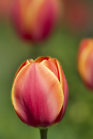 01408_tulips_320x480.jpg