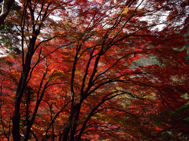 scenery35m.jpg