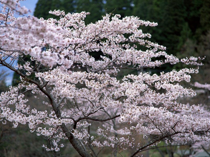 scenery53m.jpg